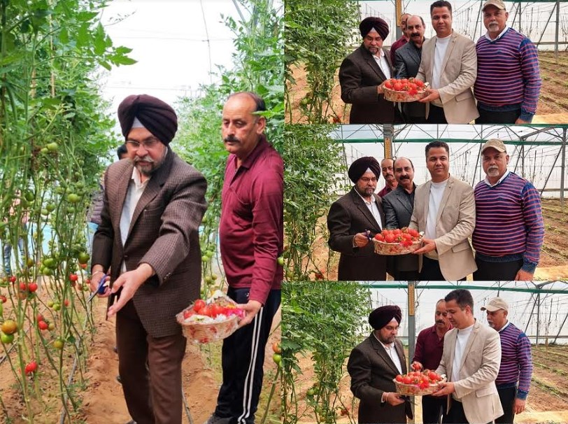 Director Agriculture Jammu inaugurates first harvest of Himsona tomato variety