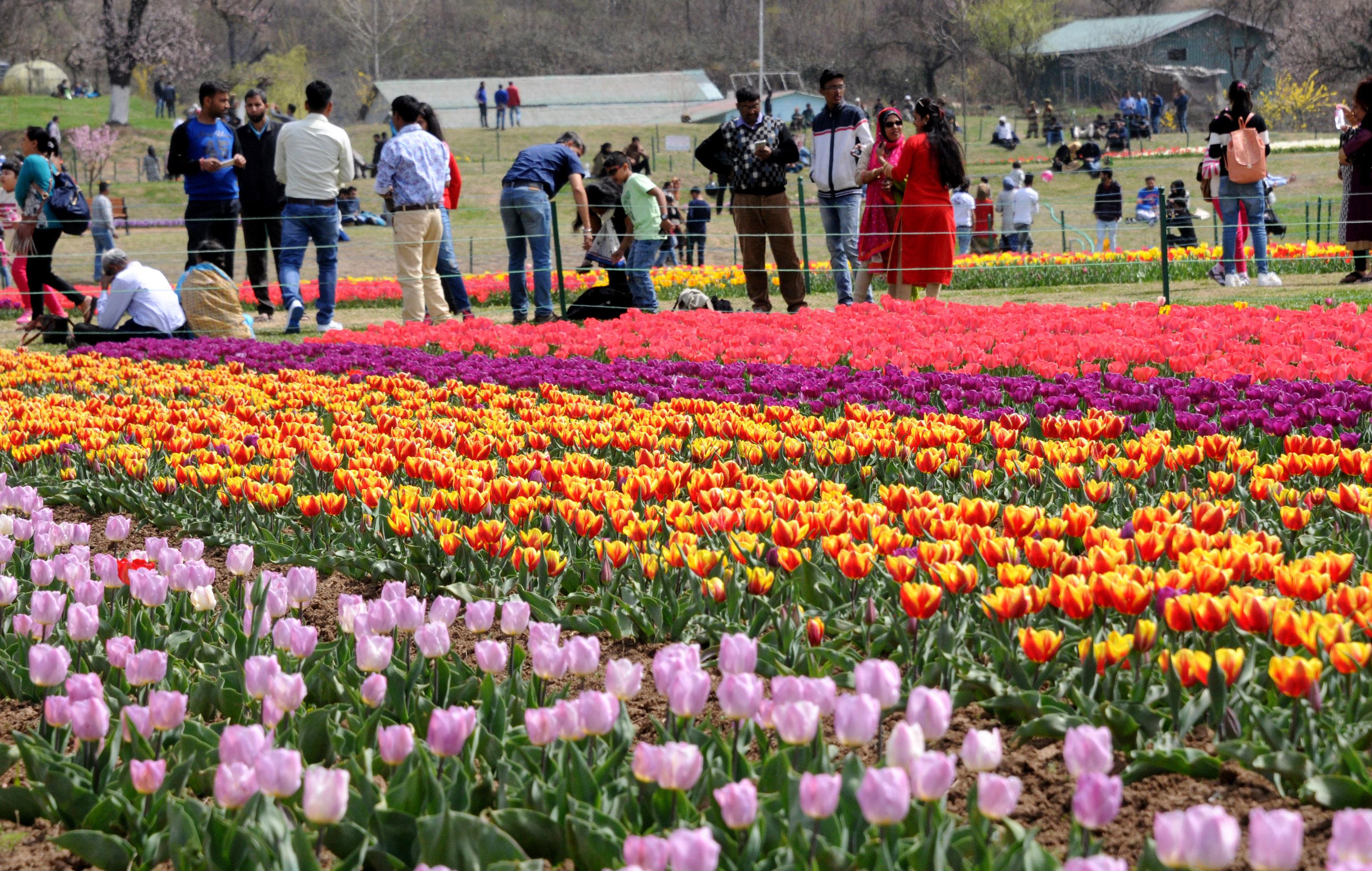 Asias largest tulip garden in Srinagar to open for public on Mar 26