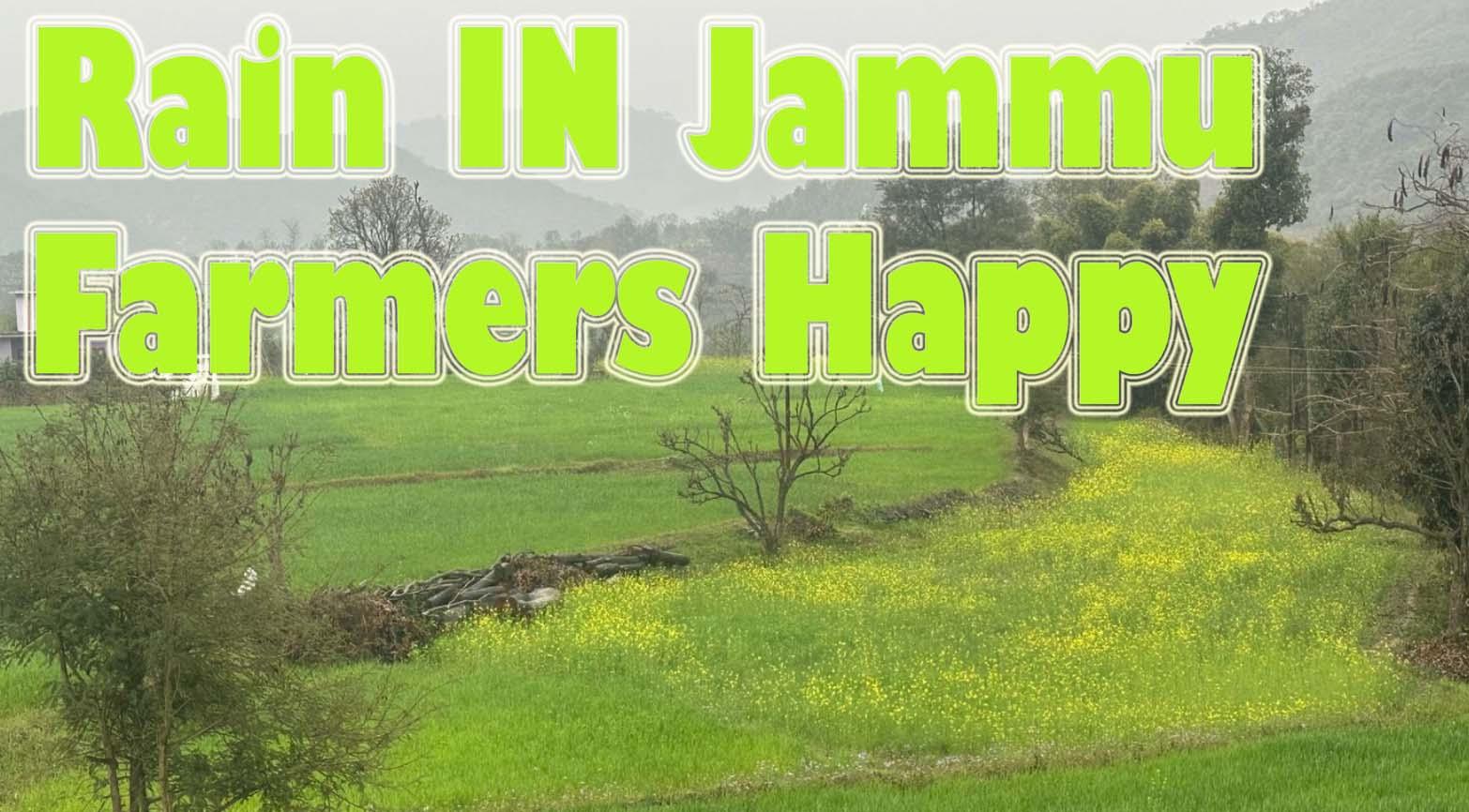 Jammu: लगातार हो रही बारिश की वजह से गेहूं की फ़सल में चारों ओर हरियाली किसान ख़ुश