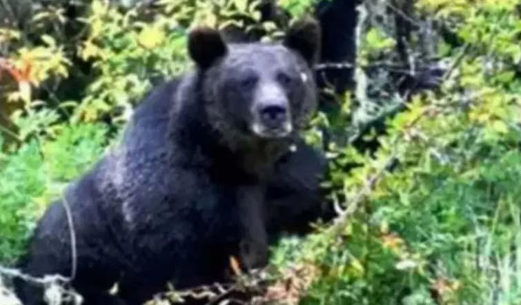 3 Women Injured In Bear Attack In J&K's Poonch, One Critical