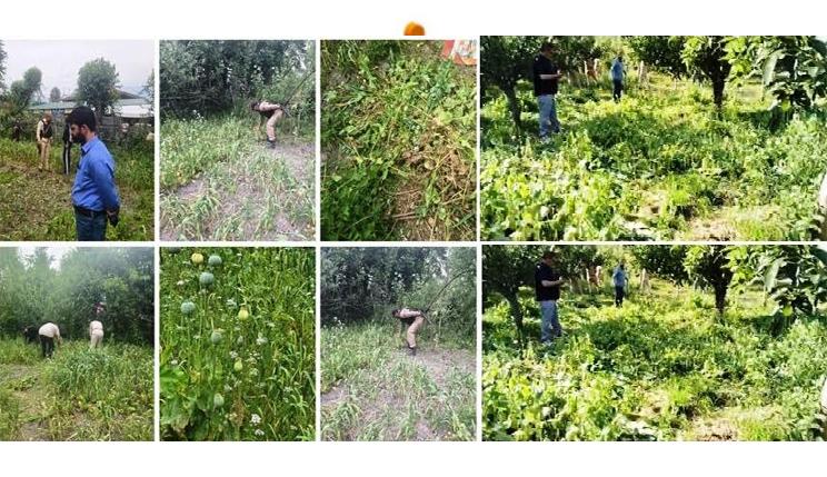 Central Kashmir Excise Range intensifies crackdown against illicit cultivation of Narcotic crops