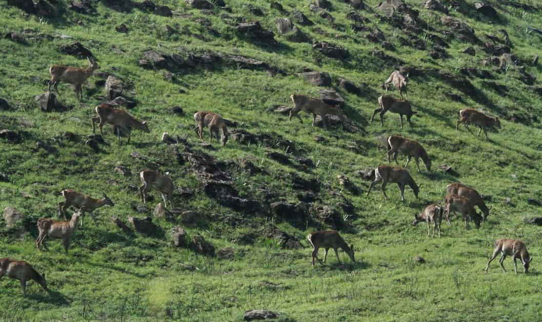 J&K tops in protected areas management;  Rana lauds wildlife protection department