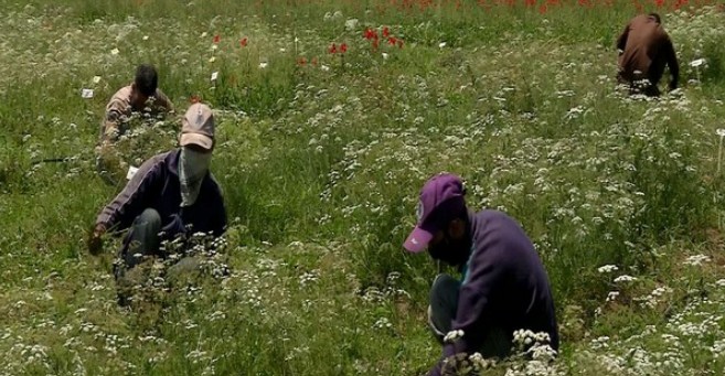 J-K: Research Centre Set Up In Pampore To Boost Cumin Cultivation