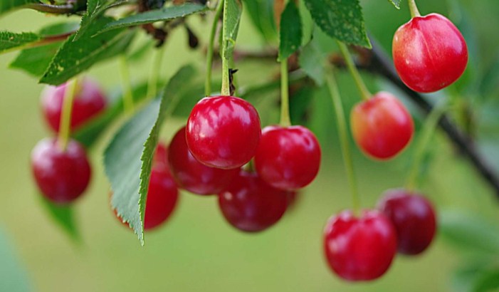 J&K Cherries launched in Dubai market; Efforts afoot to export perishable fruits of UT to other Gulf countries
