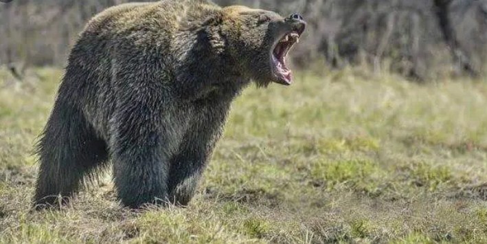 Man injured in bear attack in J&K's Poonch