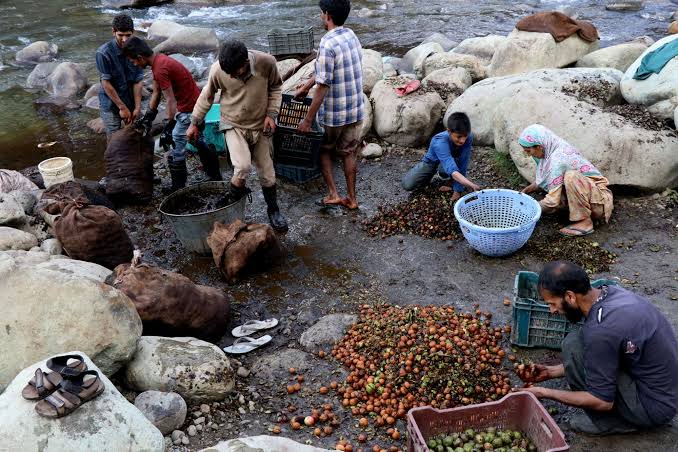 Walnut Growers in Kashmir face problems, demand Scheme to compensate losses 