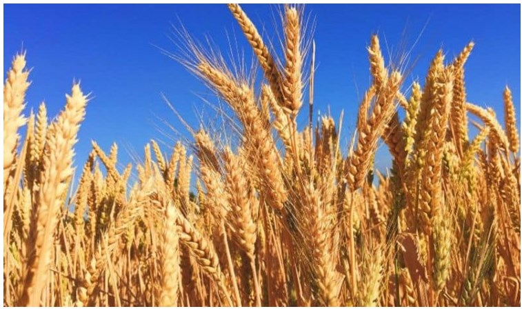 Centre hikes wheat MSP by Rs 110, mustard by Rs 400