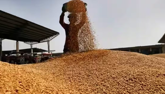 Govt hikes wheat MSP by Rs 150 per quintal to Rs 2,275/quintal for 2024-25: I&B Minister